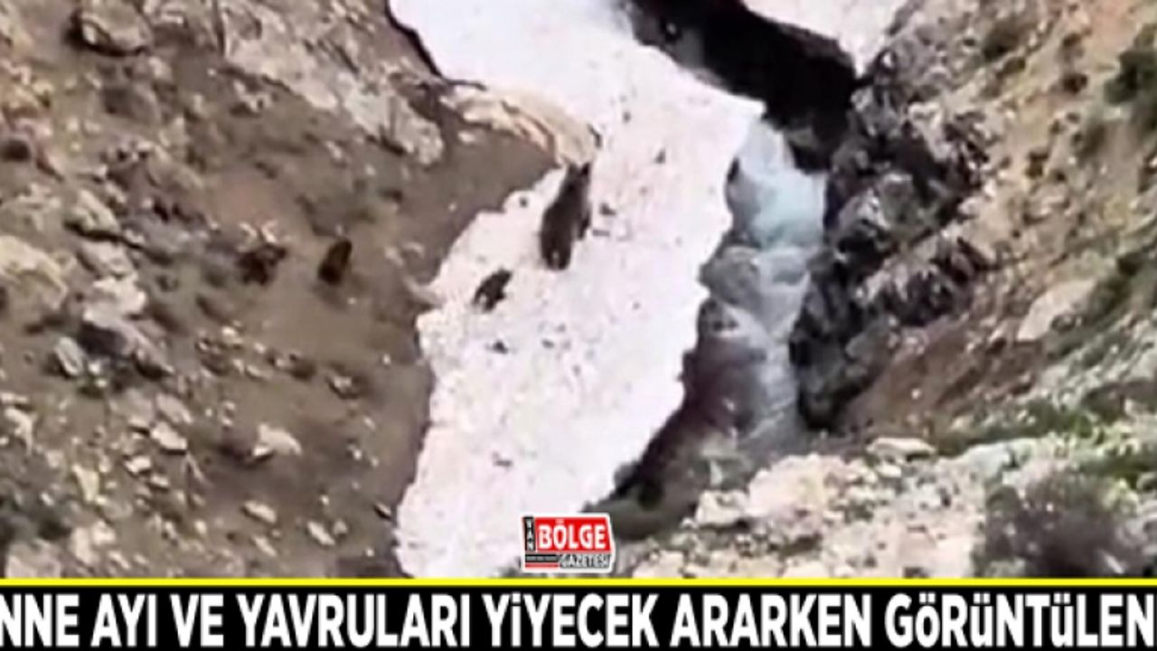 Anne ayı ve yavruları yiyecek ararken görüntülendi