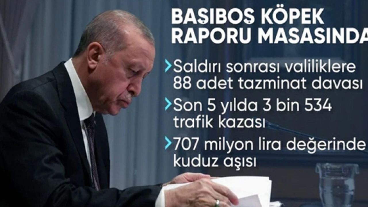 Başıboş sokak köpeği raporu Cumhurbaşkanı Erdoğan'a sunuldu