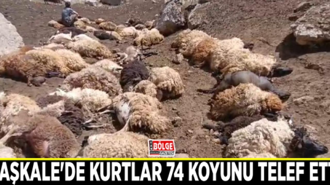 Başkale'de kurtlar 74 koyunu telef etti
