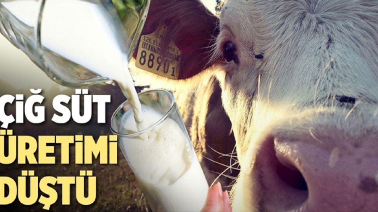 Çiğ süt üretimi 2023 yılında yüzde 0,4 azaldı