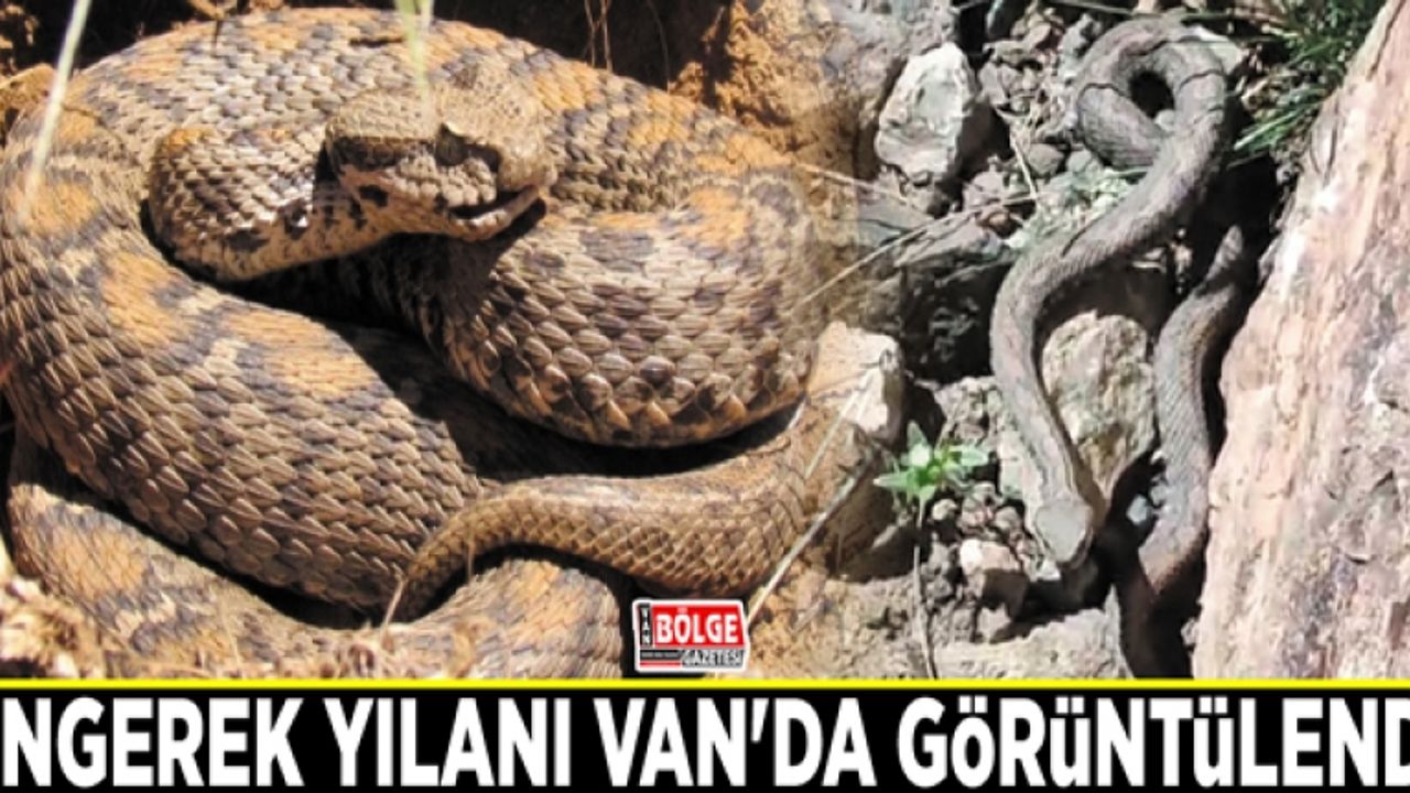Engerek yılanı Van'da görüntülendi