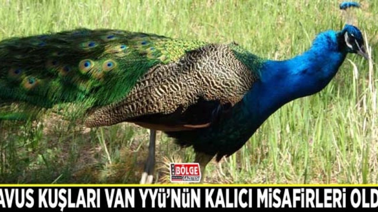 Tavus kuşları Van YYÜ’nün kalıcı misafirleri oldu