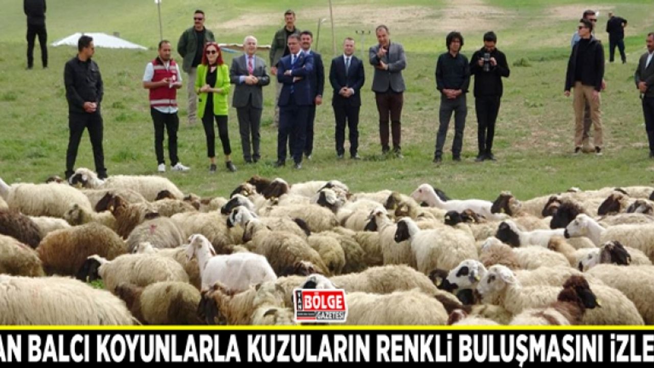 Van Balcı koyunlarla kuzuların renkli buluşmasını izledi