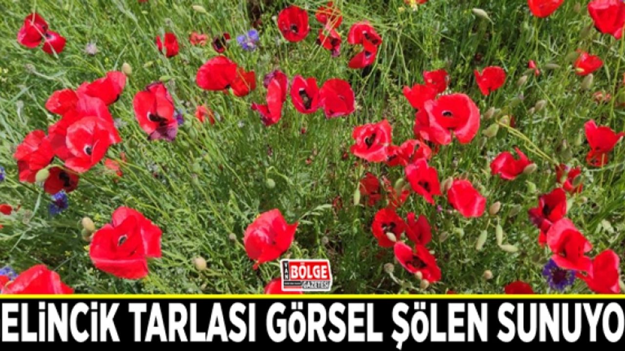 Gelincik tarlası görsel şölen sunuyor