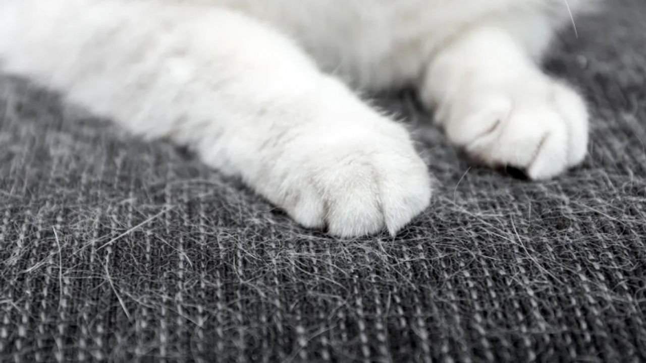 Kedi tüyü dökülmemesi için ne yapmamız lazım?