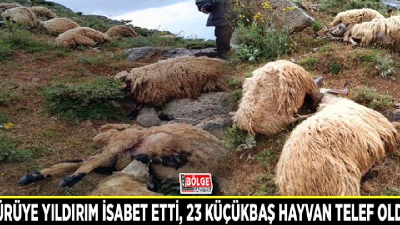 Sürüye yıldırım isabet etti,  23 küçükbaş hayvan telef oldu