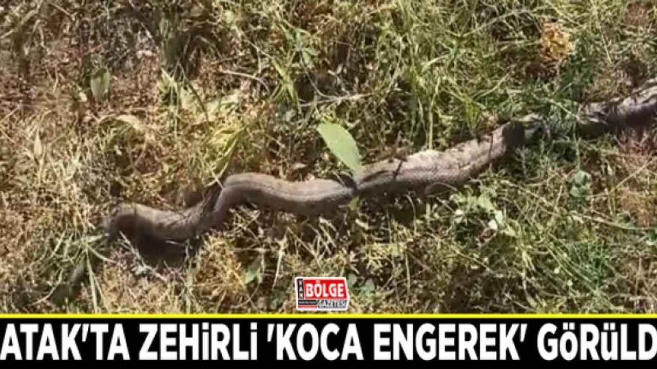 Çatak'ta zehirli 'koca engerek' görüldü