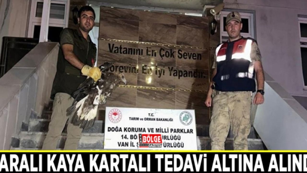 Yaralı Kaya Kartalı tedavi altına alındı