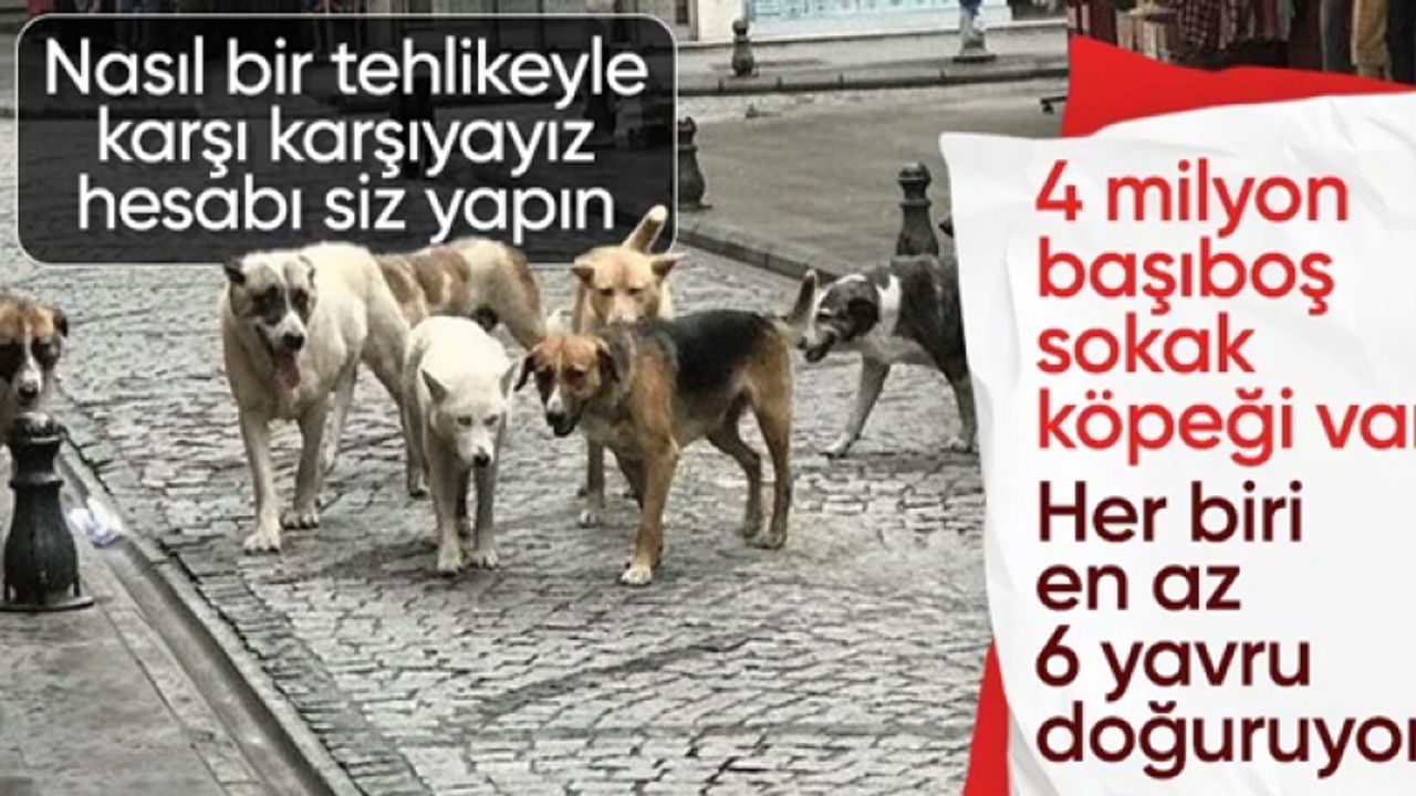 Yumaklı, başıboş sokak köpeği tehlikesini anlattı