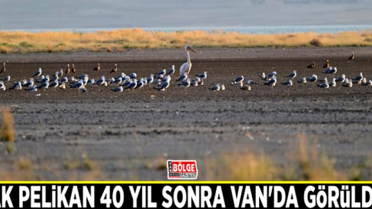 Ak Pelikan 40 yıl sonra Van'da görüldü