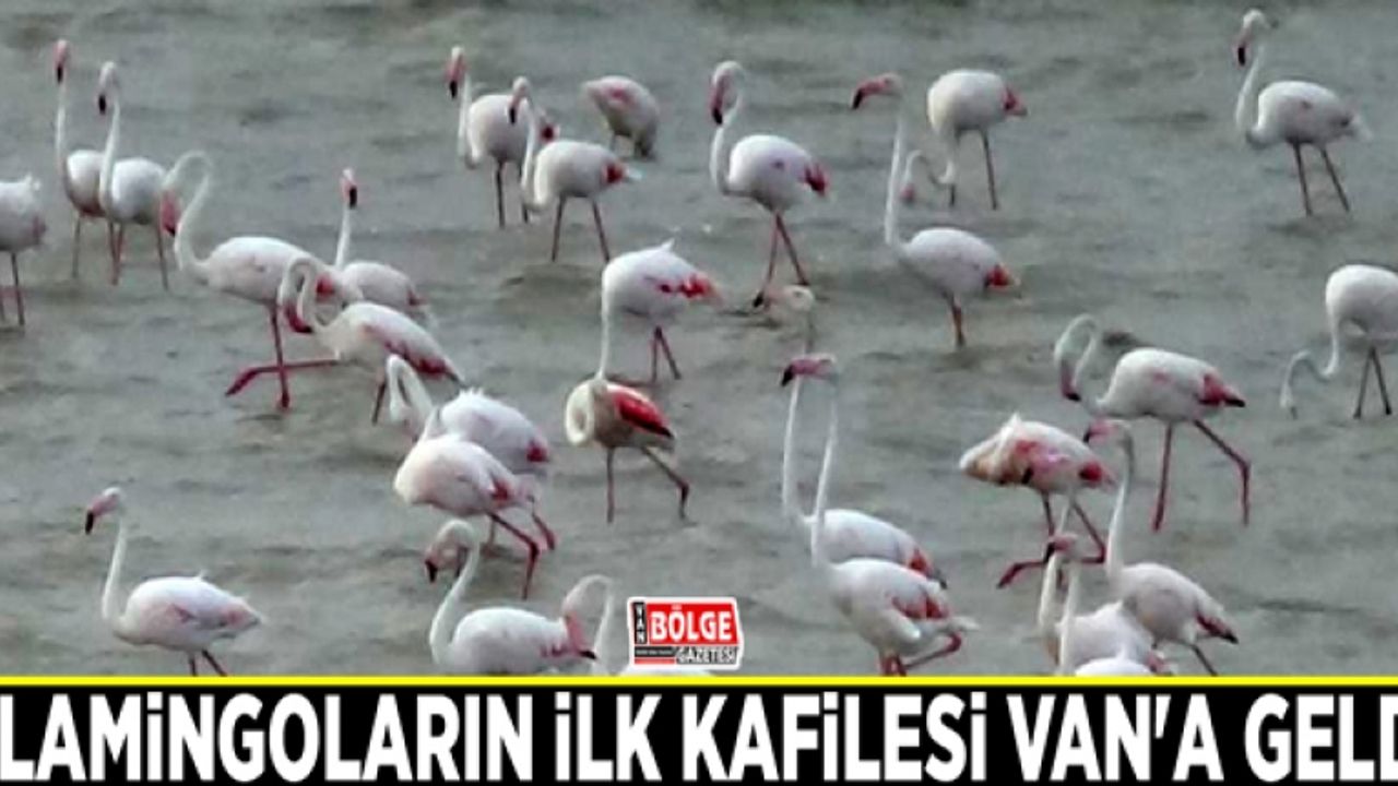 Flamingoların ilk kafilesi Van'a geldi