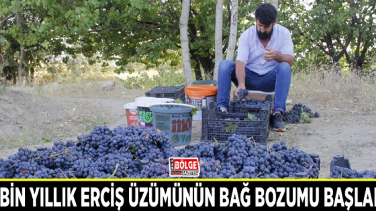 3 bin yıllık Erciş üzümünün bağ bozumu başladı