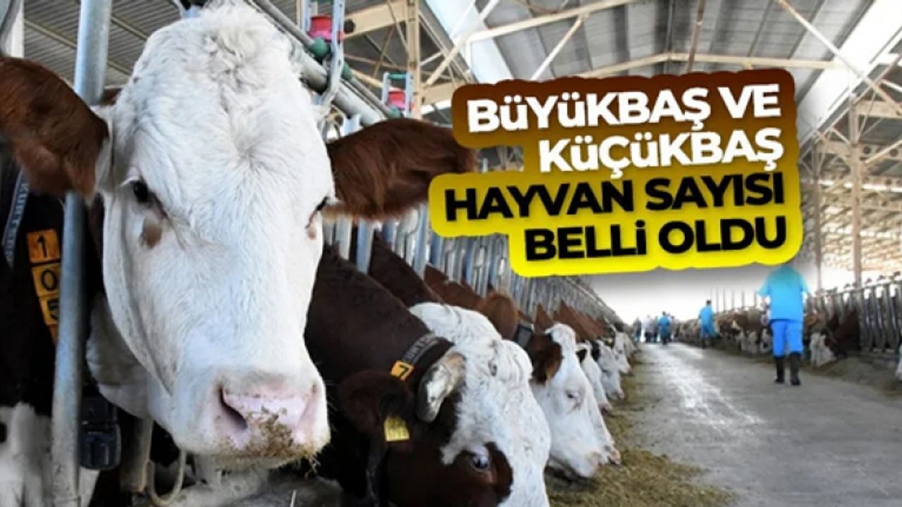 Büyükbaş hayvan sayısı Haziran ayında 16 milyon 555 bin baş oldu
