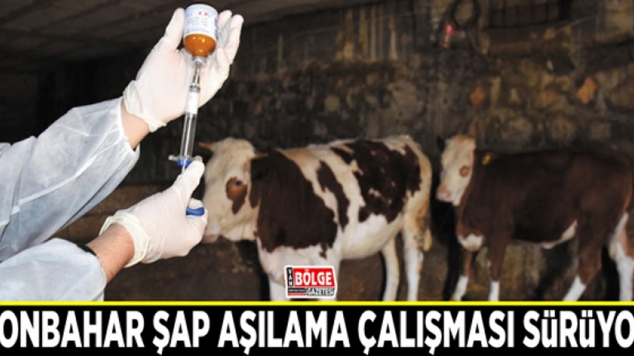 Sonbahar şap aşılama çalışması sürüyor