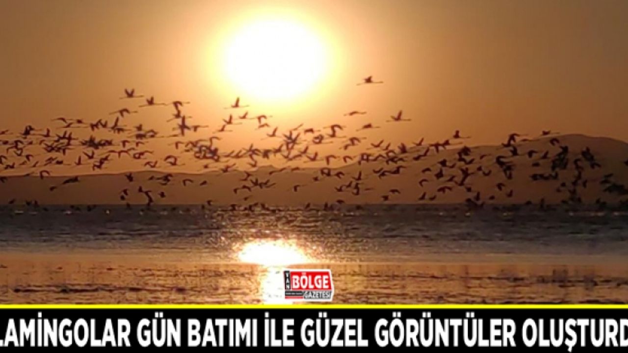 Flamingolar gün batımı ile güzel görüntüler oluşturdu