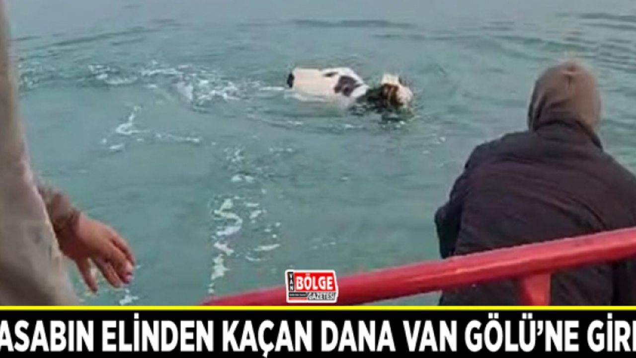 Kasabın elinden kaçan dana Van Gölü’ne girdi