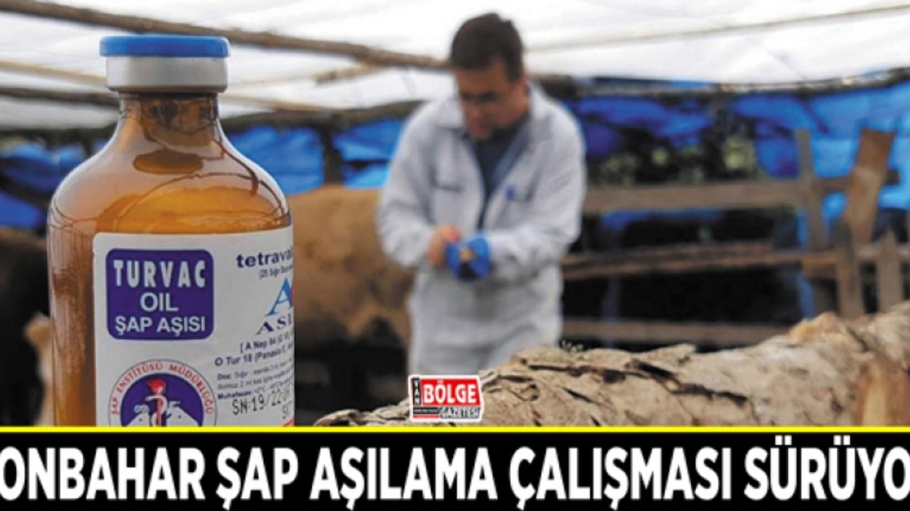 Sonbahar şap aşılama çalışması sürüyor