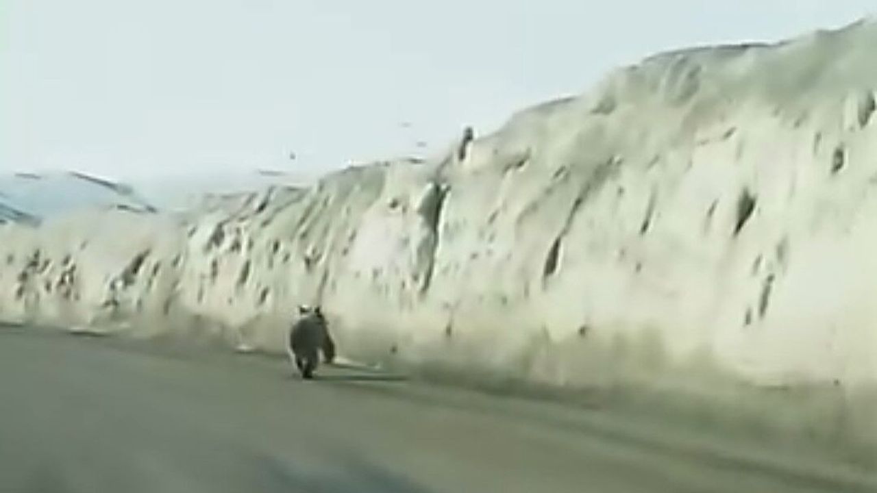 Van’da yola inen ayı kamerada