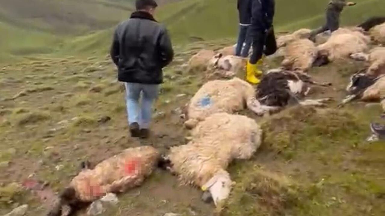 Van'da sürüye yıldırım isabet etti: en az 30 koyun telef oldu