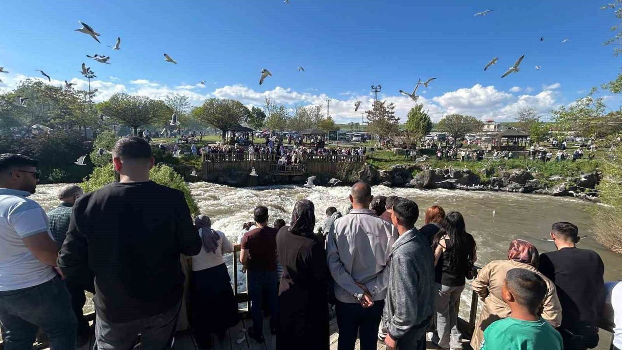 İnci Kefallerinin Göçü Bu Yıl Daha Zorlu: Yüksek Debi Etkili Oldu