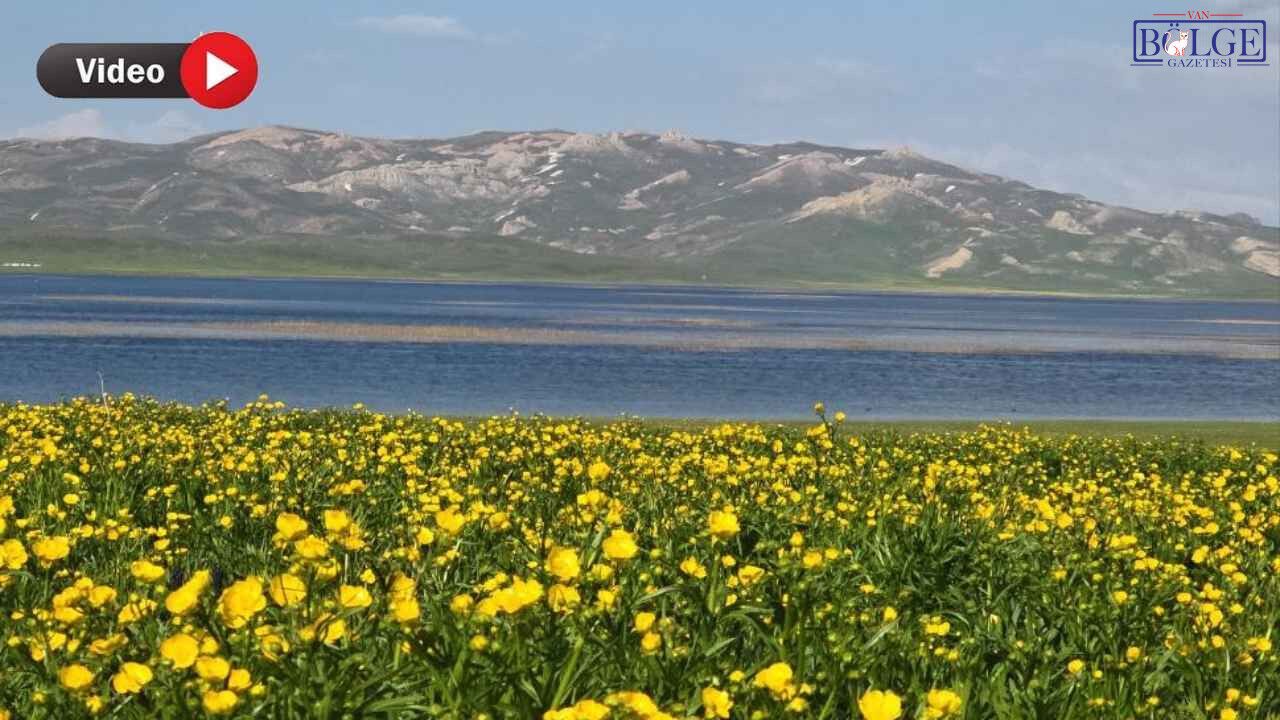 Van'ın Saklı Cenneti Sarıya Büründü: 2 Bin 800 Yıllık Mirast