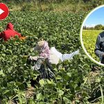 Van’da yetişiyor, şehir şehir satılıyor! Üreticiler bu kez yetkililere seslendi