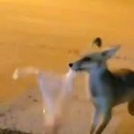 Sokak Arasındaki Tilkiye poşetle yiyecek bıraktı!