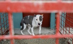 Yasaklı ırk köpekler için yeni bir yaşam alanları…