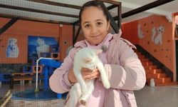 Yerli ve yabancı turistlerden Van kedilerine ilgi