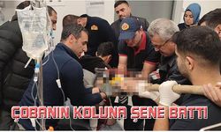 Çaldıran'da bir çobanın koluna şene battı