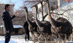 Deve kuşlarına evlatları gibi bakıyor