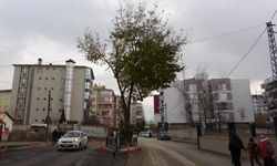 Yol ortasında kalan asırlık ağaç korumaya alındı