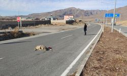 Çarptığı köpeği bırakıp yoluna devam etti