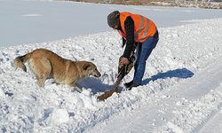 İpekyolu Belediyesi yaşam alanlarına mama bıraktı