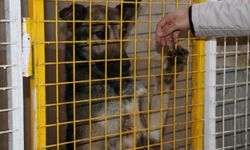 Emir Mete’nin ölümüne neden olan köpek barınakta tutuluyor
