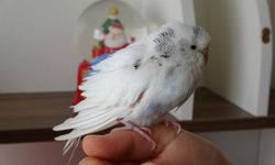 Enkaz altında çıkarılan kuş Van’da tedavi edildi