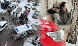Van'daki köpek saldırısına sert tepkiler
