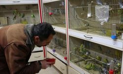Depremden sonra ötücü kuşlara ilgi arttı