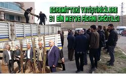 Edremit'teki yetiştiricilere 31 bin meyve fidanı dağıtıldı