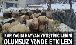 Kar yağışı hayvan yetiştiricilerini olumsuz etkiledi