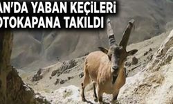 Van'da yaban keçileri fotokapana takıldı
