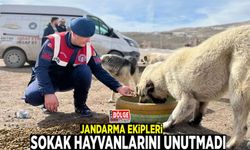 Jandarma sokak hayvanlarını unutmadı