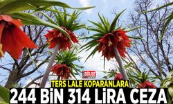 Ters lale koparanlara 244 bin 314 lira ceza