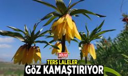 Ters laleler göz kamaştırıyor