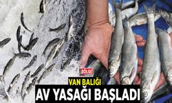 Van Balığı av yasağı başladı