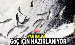 Van Balığı göç için hazırlanıyor