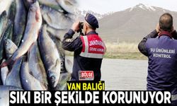 Van Balığı sıkı bir şekilde korunuyor
