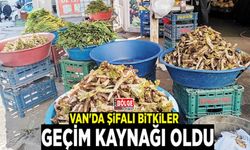 Van'da şifalı bitkiler geçim kaynağı oldu