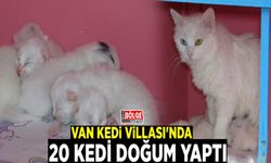 Van Kedi Villası'nda 20 kedi doğum yaptı