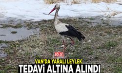 Van’da yaralı leylek tedavi altına alındı